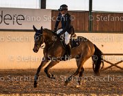 xx FZ TosTour2013- S5 3137 : Arezzo, Arezzo Equestrian Centre, Cavalli d'Italia, Toscana Tour 2013, foto di Stefano Secchi ©, xx FZ